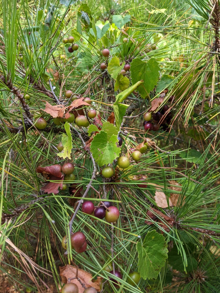 I believe muscadine grapes?