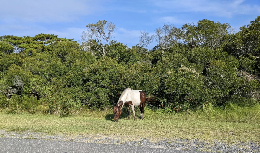 Another close horse (white) picture