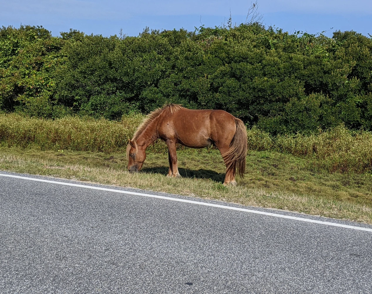 Close horse picture