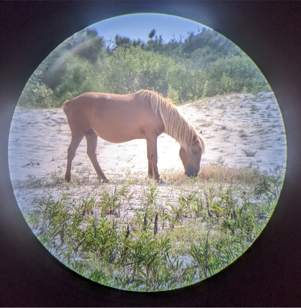 Horse through a monocular