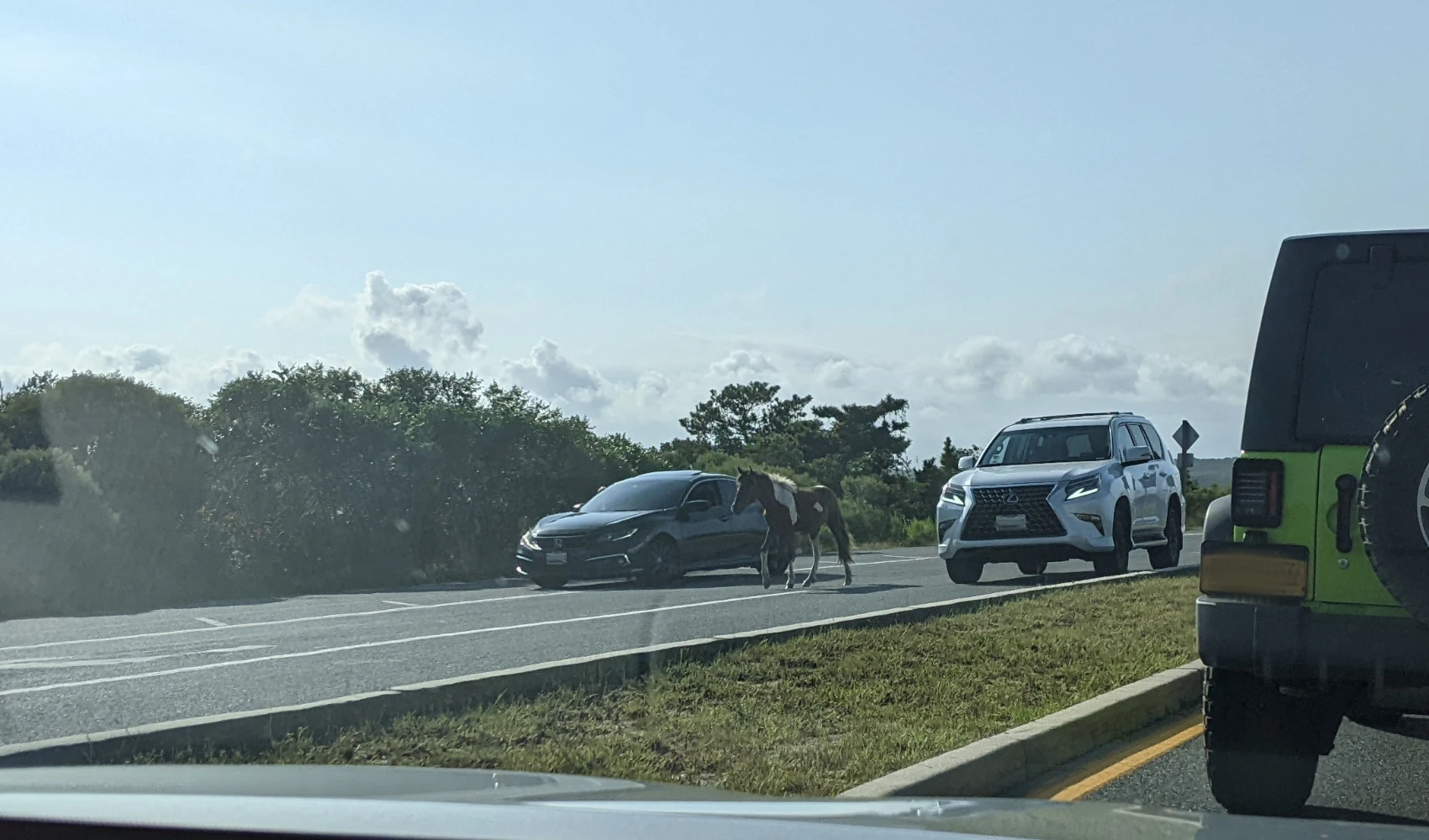 A horse wandering in traffic