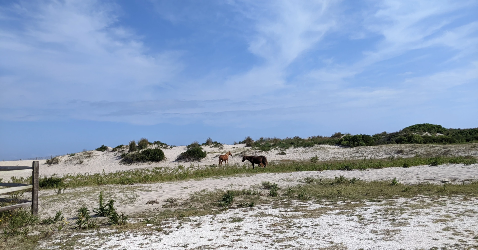 Horses from a distance, scenic