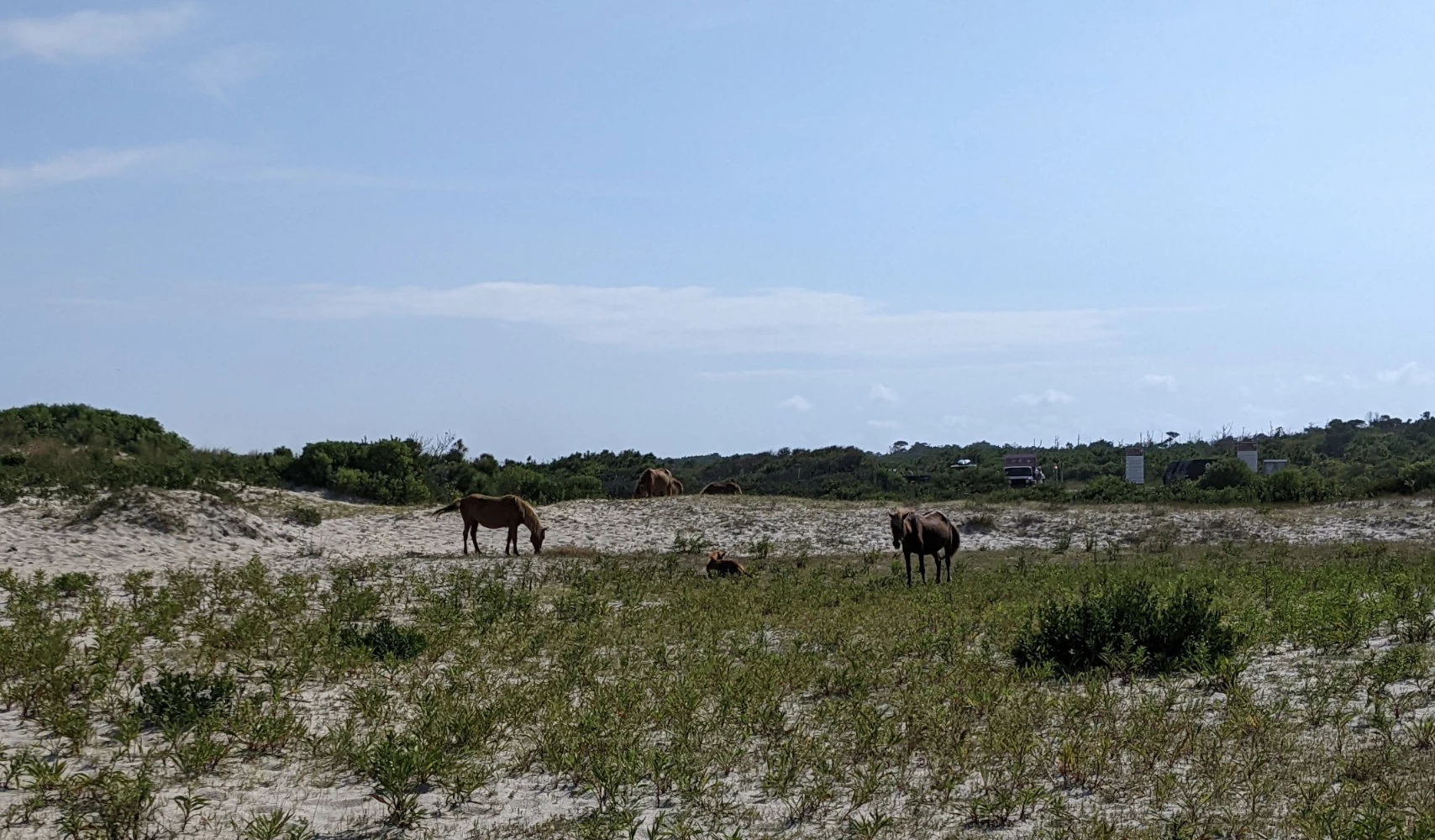 Horses from a distance