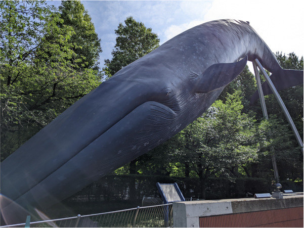 Big whale