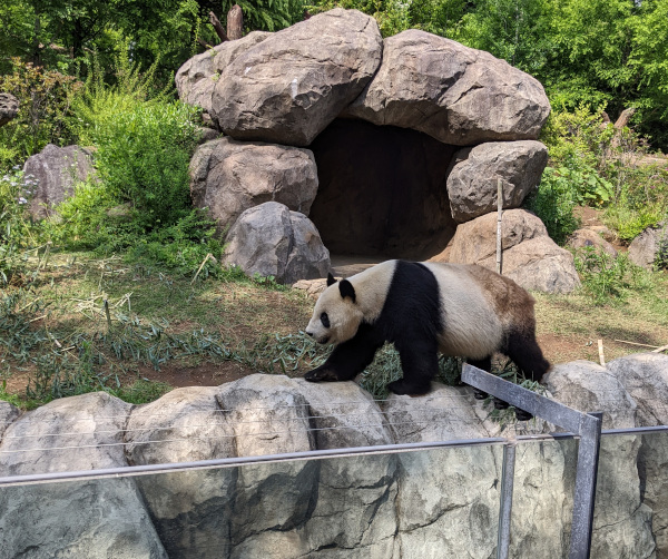 Ueno Zoo, Panda