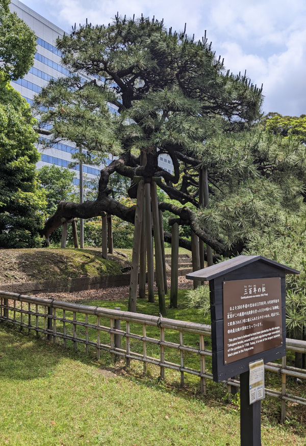300 year old pine