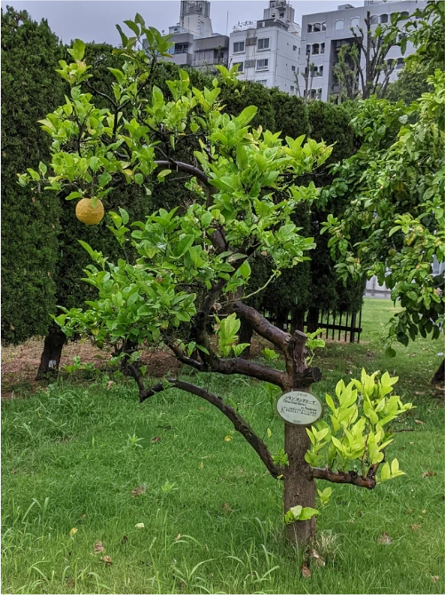 Shinjuku Gyoen National Gardens, Citrus