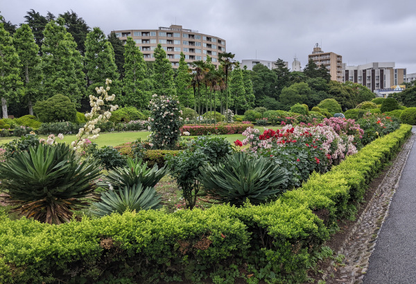 Shinjuku Gyoen National Gardens, roses