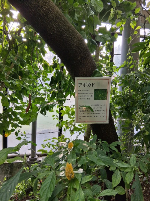 Shinjuku Gyoen, Avocado