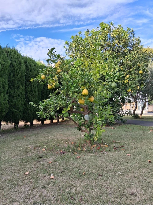 Shinjuku Gyoen, Citrus Tree