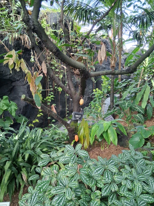 Shinjuku Gyoen, cocoa