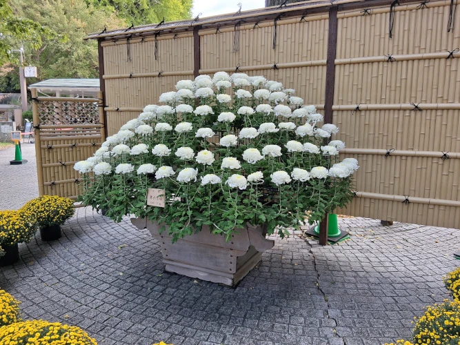 Shinjuku Gyoen, Flowers