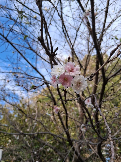 Shinjuku Gyoen, late blooming cherry blossom flowers