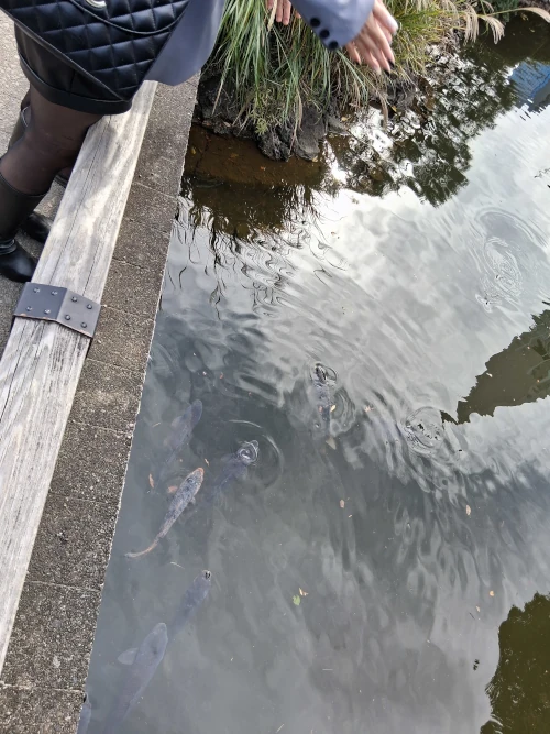 Shinjuku Gyoen, Japanese woman summoning Koi fish by clapping