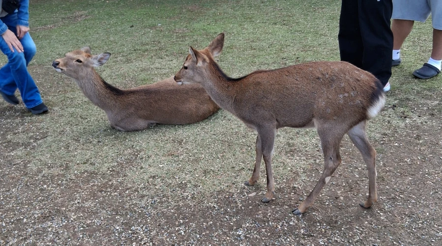 Nara, two Deer