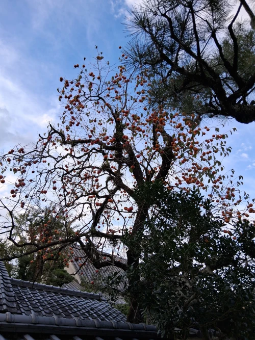 Persimmon Tree with fruit