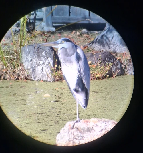 Mister Bird on a rock