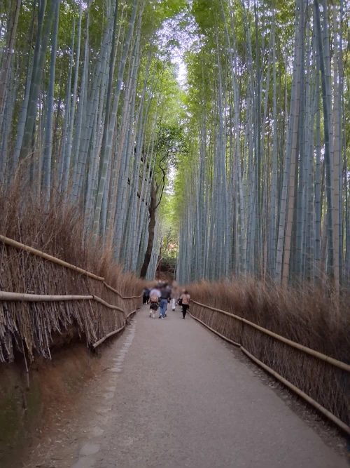Arashiyama Bamboo forest