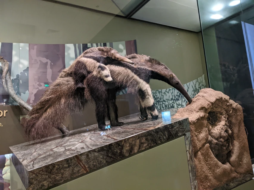 smithsonian anteaters