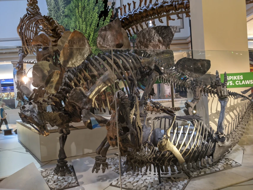 smithsonian stegosaurus