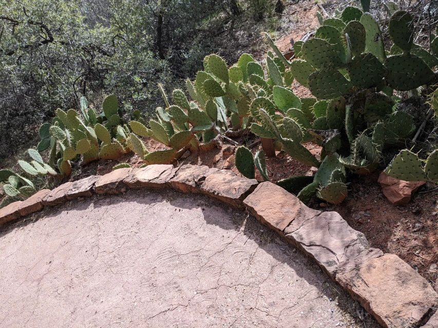cacti at zion national park