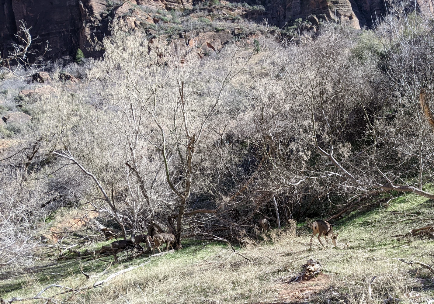 deer at zion national park
