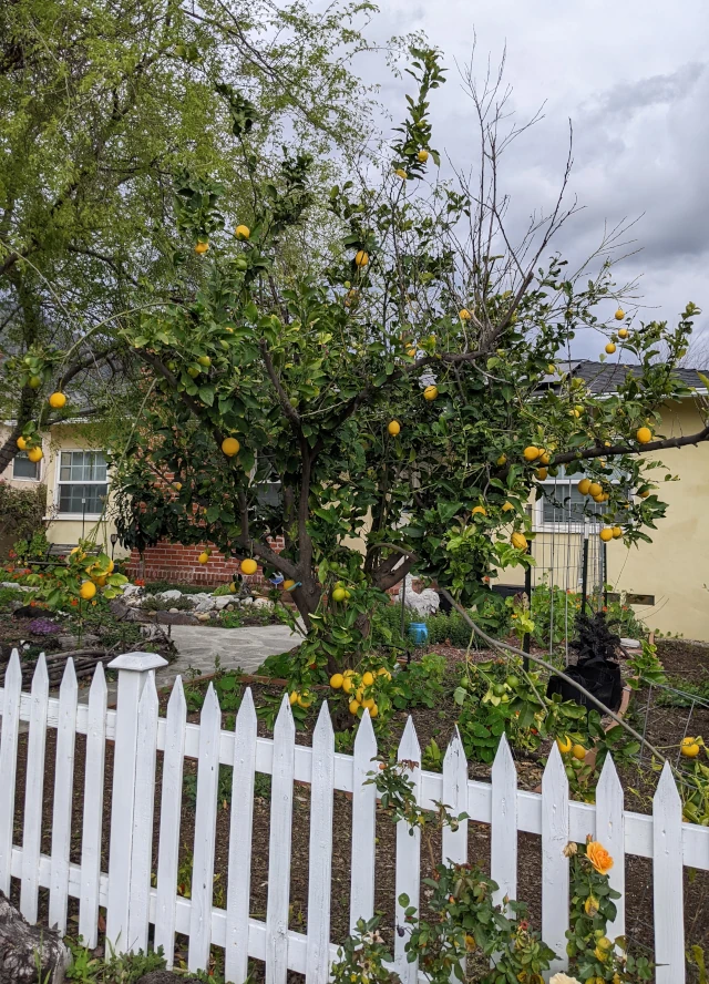 beautiful lemon tree