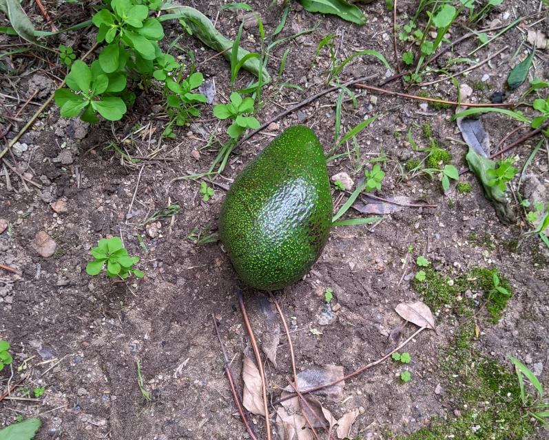 free avocado