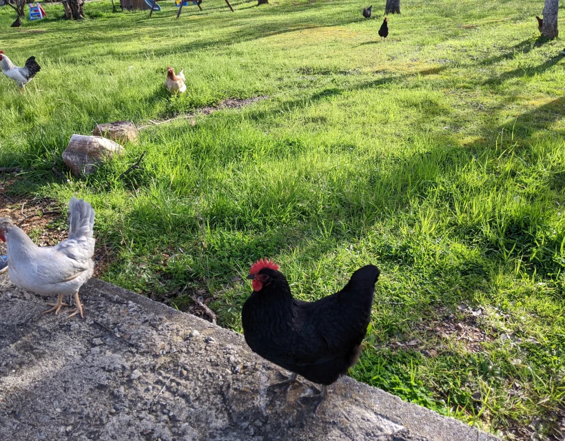 redding chickens