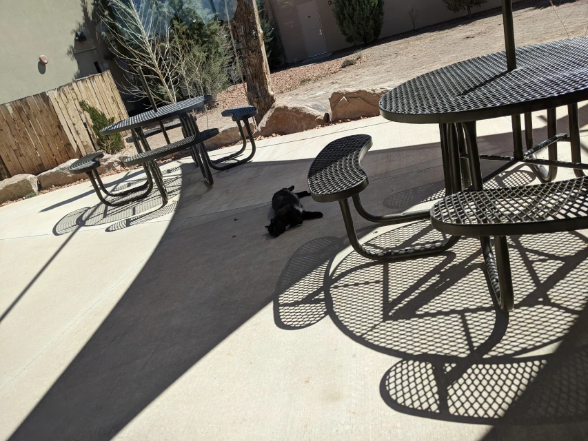 moab dinosaur black cat