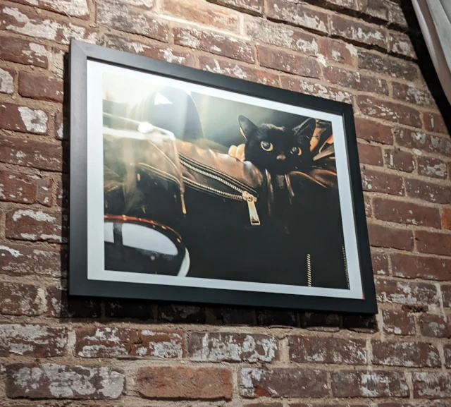 cat at nic and norman's